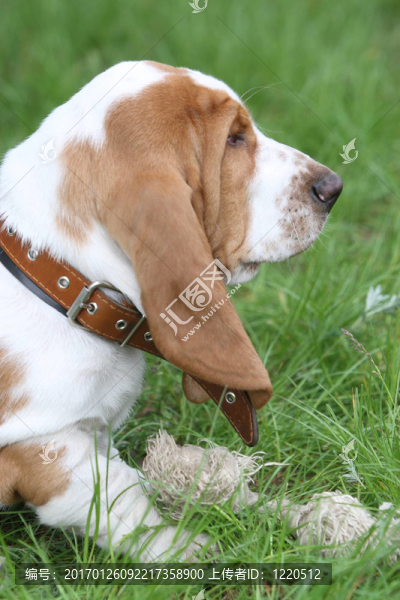 褐色的小狗巴吉度犬