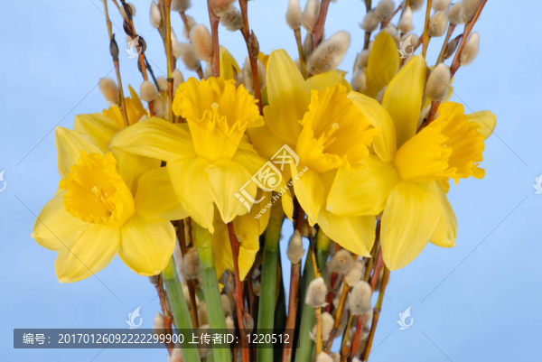 水仙花在藍(lán)色