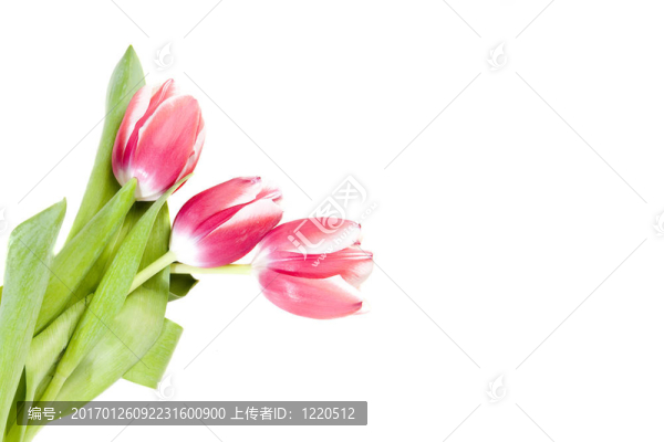 三粉色郁金香