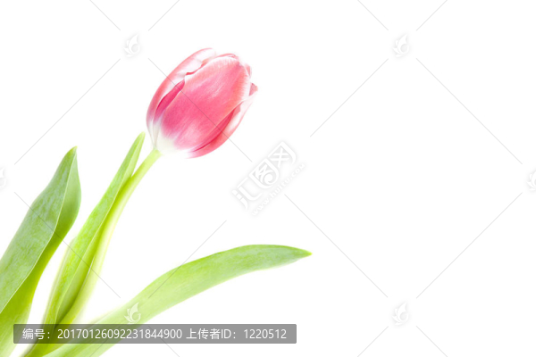 粉紅色的郁金香