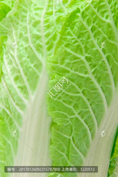 大白菜