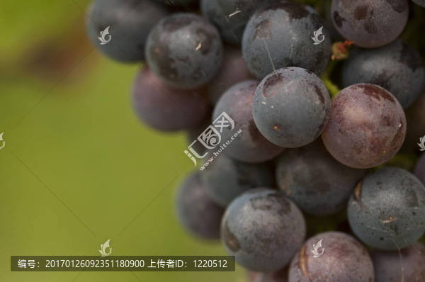 葡萄園系列