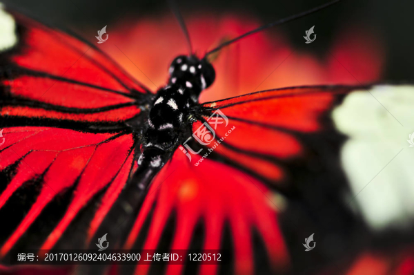 紅蝴蝶Heliconius多拉