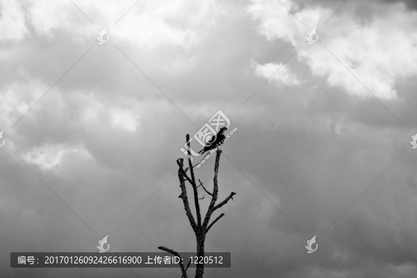孤獨(dú)的守望者