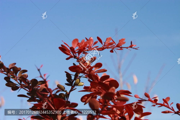 紅色的秋葉和蔚藍的天空