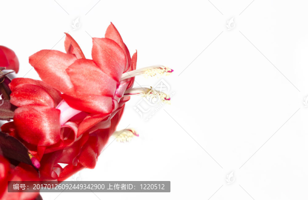 盛開的圣誕仙人掌
