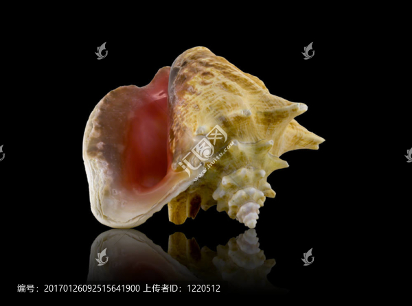 海貝殼