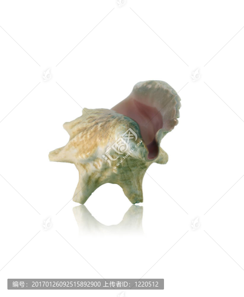 海貝殼