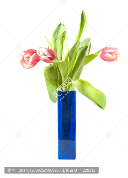 花瓶里的粉紅色郁金香