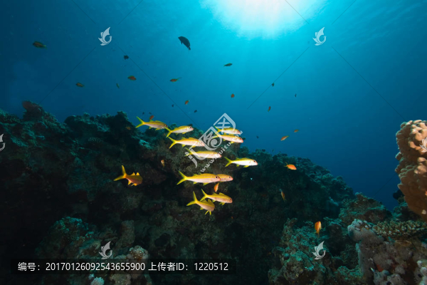 海洋；魚與太陽