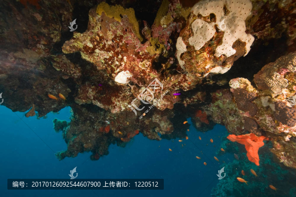 珊瑚和魚