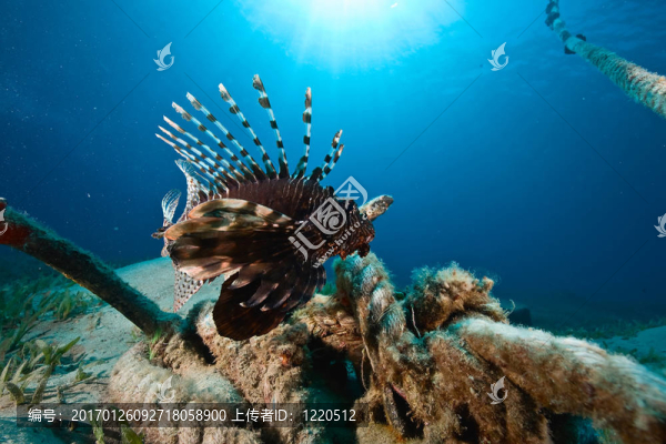 獅子魚
