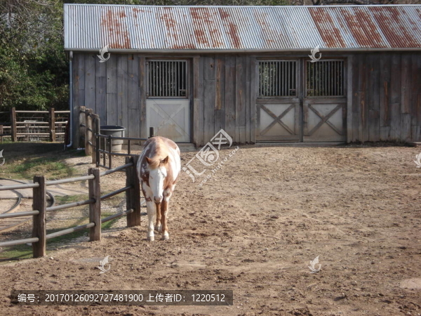 馬和Barn