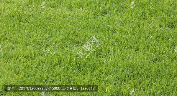 綠色的草