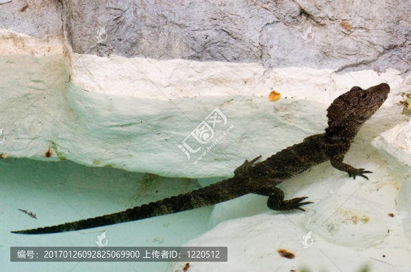 鱷魚寶寶