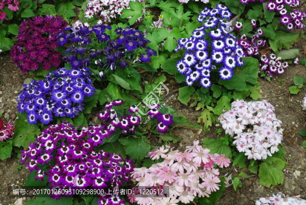 在公園的五顏六色的雛菊