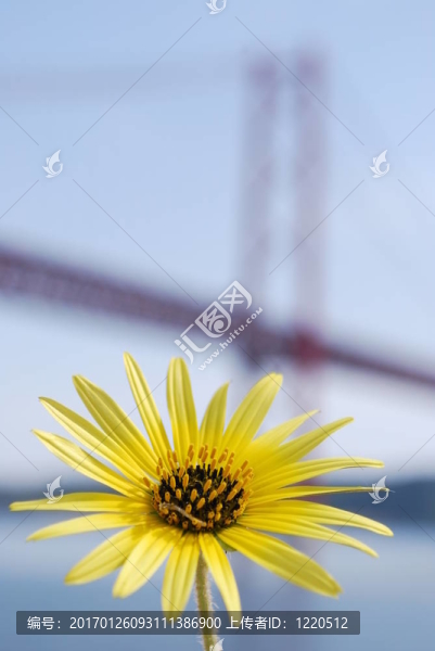 黃色雛菊和Lisbon橋4月25日