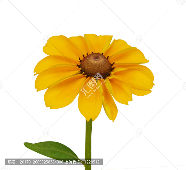 金光菊