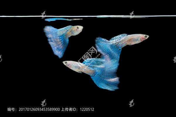 游泳的魚