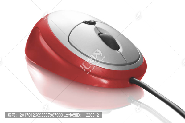 小鼠離體