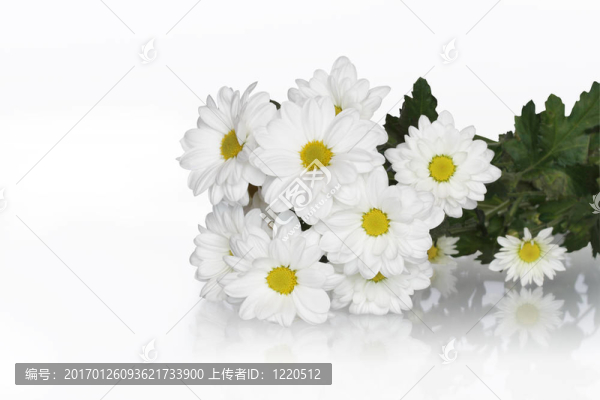 牛眼雛菊花束