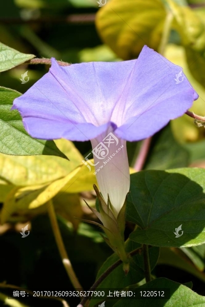 紫色的牽牛花