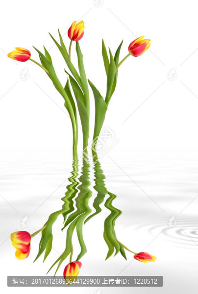 郁金香花的美