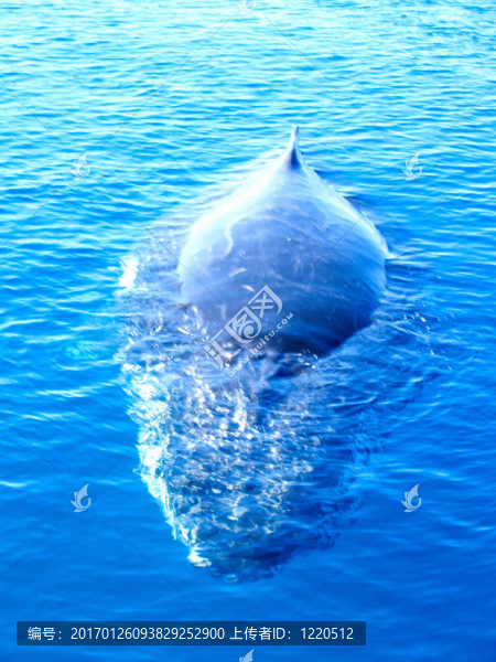 雄偉的座頭鯨向你走來