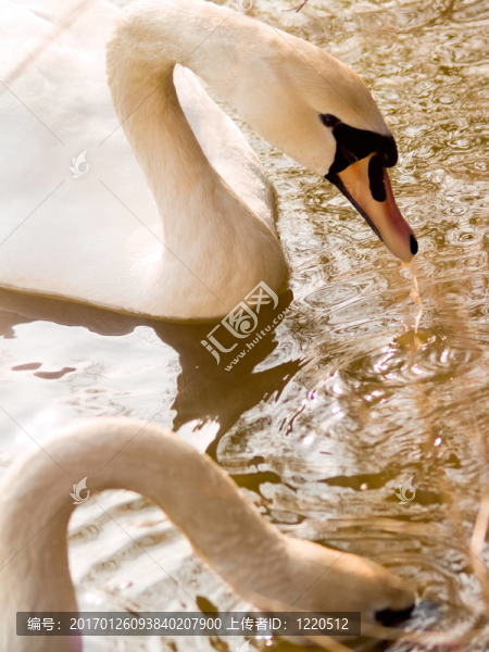 兩個美麗的天鵝在湖中喂食