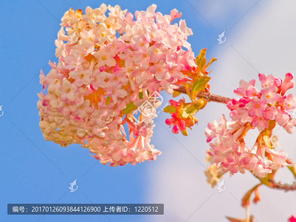美麗的粉紅色花與藍(lán)天