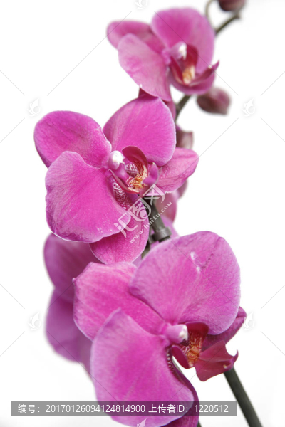 紫色蘭花