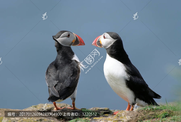 兩海鸚（Fratercula,arctica）