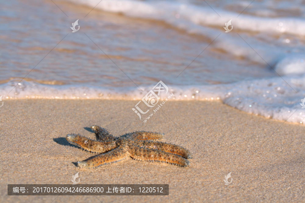 海灘上的海星