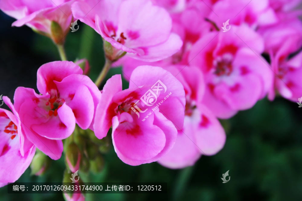 天竺葵