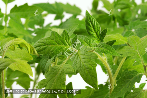 西紅柿芽