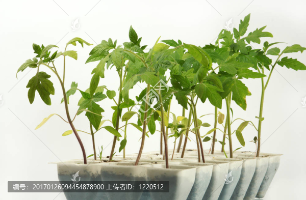 西紅柿芽