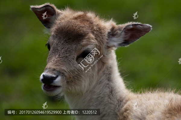 小鹿小鹿
