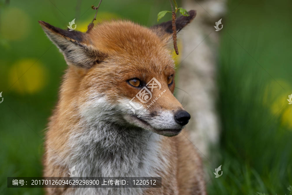 英國(guó)農(nóng)村的紅狐貍