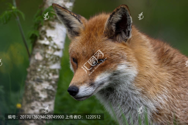 英國農村的紅狐貍