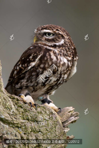 棲息的小貓頭鷹