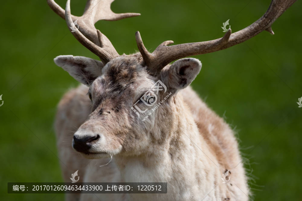 小鹿鹿