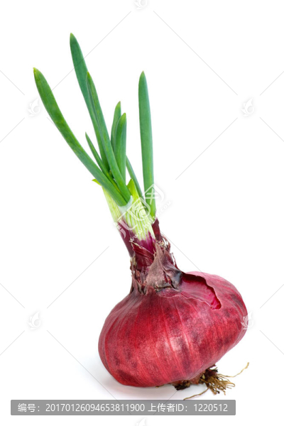 芽紫洋蔥