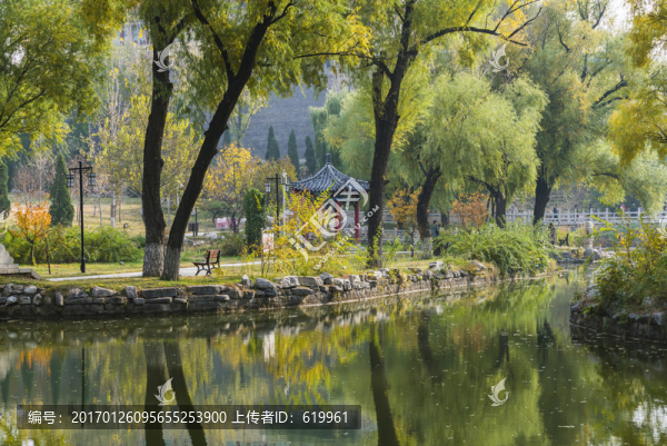 公園柳樹