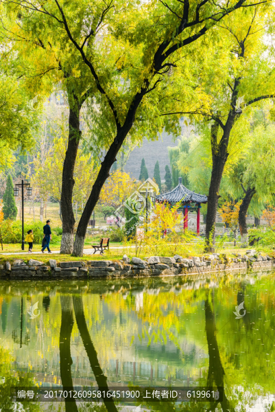 公園柳樹