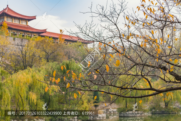 公園秋色櫻花樹(shù)