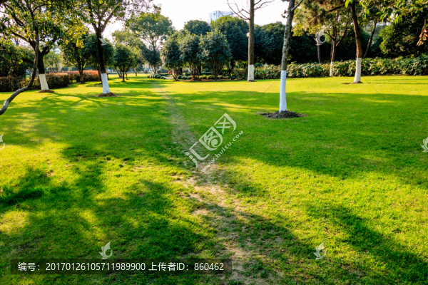 草坪樹(shù)影,草坪,樹(shù)木光影,綠樹(shù)