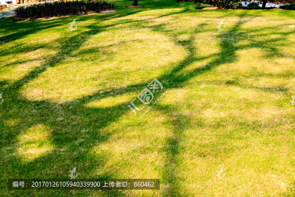 草坪樹影,草坪,樹木光影