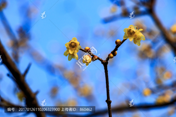 狗爪梅,金梅臘梅,黃梅花,黃金