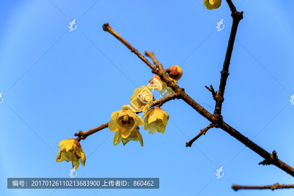 狗爪梅,金梅臘梅,黃梅花,黃金
