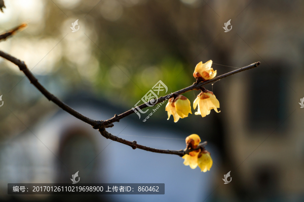狗爪梅,金梅臘梅,黃梅花,黃金